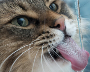 The 1 Thing You Need to Get Your Cat to Drink More!