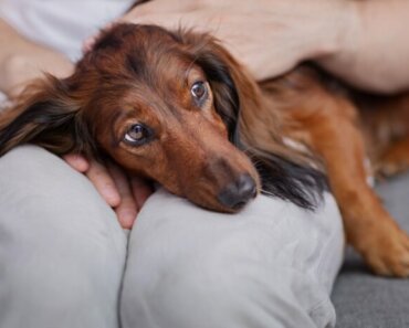 Top 5 Diagnosed Dog Cancers