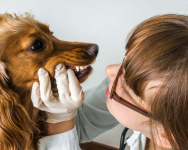 When Your Dog or Cat Needs a Tooth Extracted