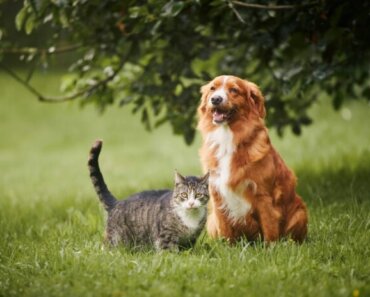 Why Dogs and Cats Need Magnesium