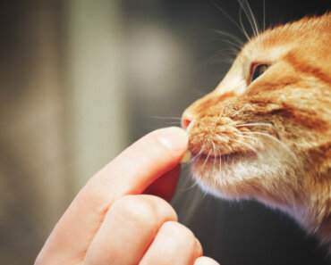 5 Ways to Get Your Cat to Take Supplements or Medications