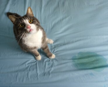 6 Most Common Reasons Cats Pee Outside the Litter Box