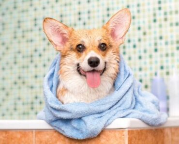 7 Best Dog Shampoos for Odor Control in 2024 – Reviews & Top Picks