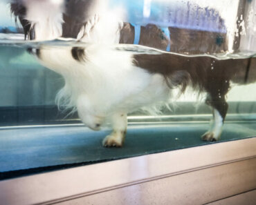 8 Times to Try Hydrotherapy for Dogs