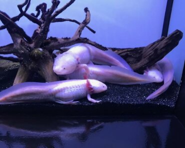 Axolotl Breeding Life Cycle (Journey from egg to larvae to adult)