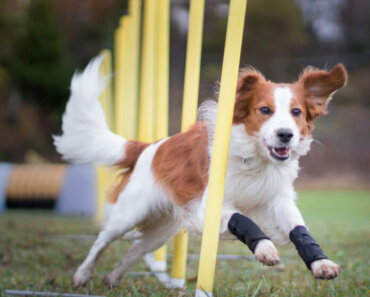 The Extraordinary Fabric that Supports Canine Joint Health!