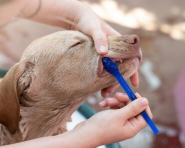 The Ultimate Guide to Dental Care for Senior Dogs