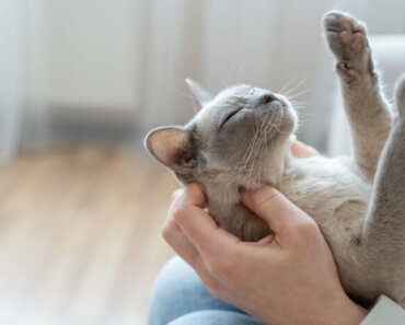 Top 7 Ways Cats Show Affection