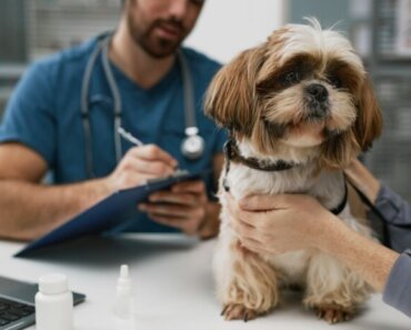Understanding Pancreatitis in Dogs – What You Should Know