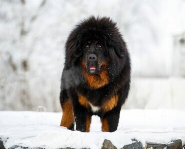 20 Most Expensive Dog Breeds in 2024 (with Pictures)