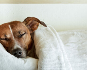 4 Most Common Infectious Diseases in Dogs