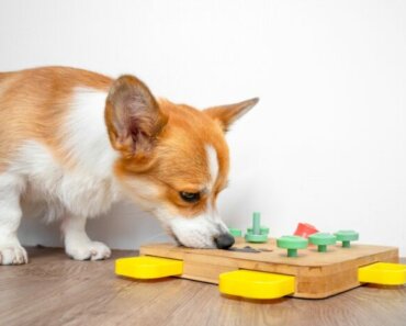 7 Mental Enrichment Activities to Help Your Dog Recover from Surgery