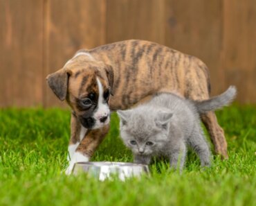 Benefits of Raw Food Diets for Dogs and Cats and How to Switch!