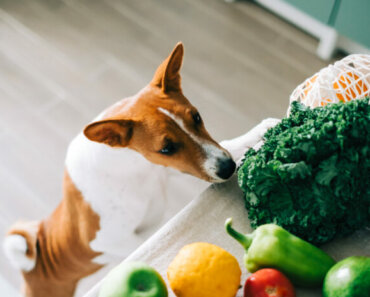 Breaking: Plant-Based Diets for Dogs Are Healthy!