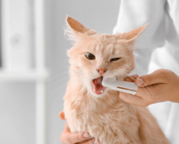 Products that Support Your Dog or Cat’s Dental Health