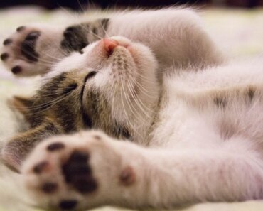 Unlocking Cat Dreams: Exploring the Science of Feline Sleep Behaviors