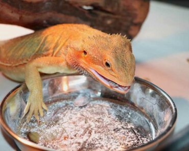 What do bearded dragons eat? (The Complete Diet Guide 2024)