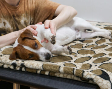 Why Acupressure Is an Effective Way to Help a Fearful Dog