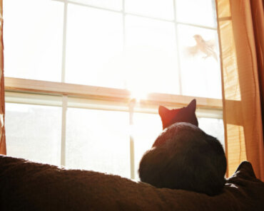 Birdwatching for Cats: The Ultimate Guide to Feline Enrichment
