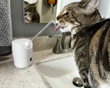 Cats and People Agree: On-Demand Cat Fountains Are Superior!