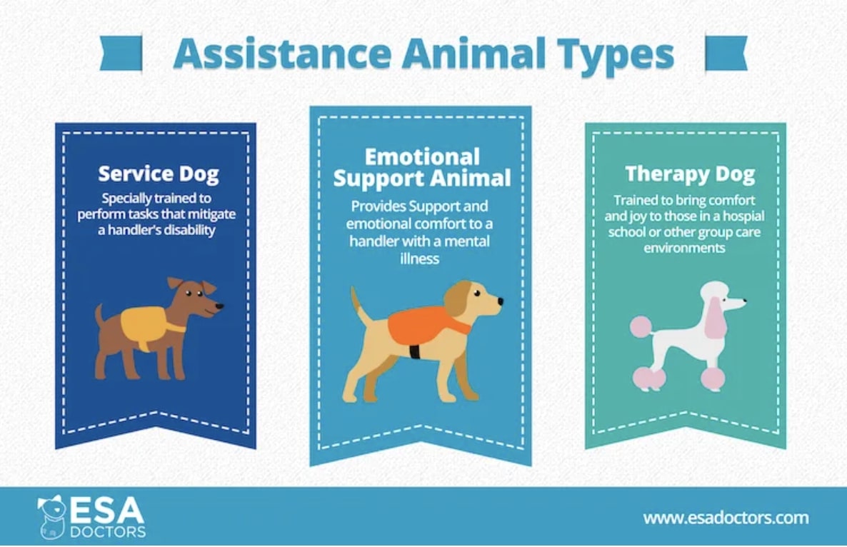 Types of assistance animals