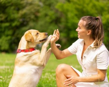 What Is Lure-Reward Dog Training?