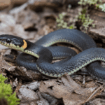 20 Tiny Pet Snakes That Stay Small: A Beginner’s Guide to Small Snake Breeds
