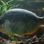Piranha