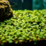 duckweeds
