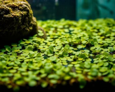 Duckweed in Aquariums: Helpful Ally or Pesky Nuisance?