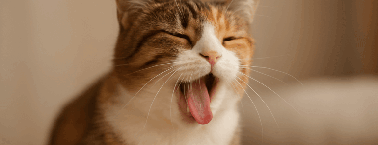 Why is my cat sneezing so much? Causes, treatments & when to worry