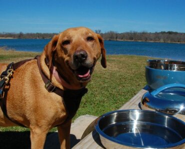 8 Tips to Turn Your Dog Picnic Into an Enrichment Activity