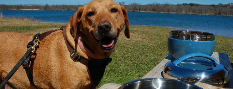 8 Tips to Turn Your Dog Picnic Into an Enrichment Activity