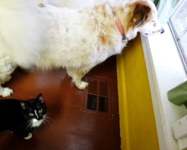 Calm Enrichment Activities for Dogs