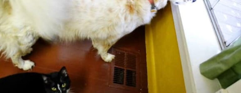 Calm Enrichment Activities for Dogs