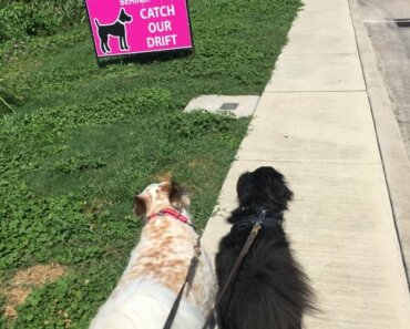 Everyday Outings as Enrichment