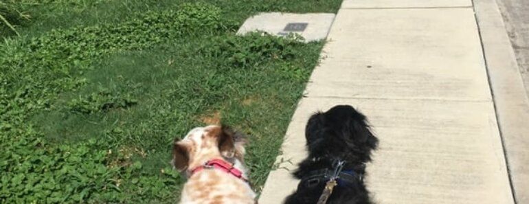 Everyday Outings as Enrichment