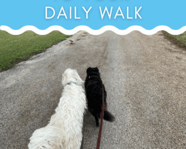 How to Turn Your Daily Dog Walk Into Mental Enrichment (Without More Time)