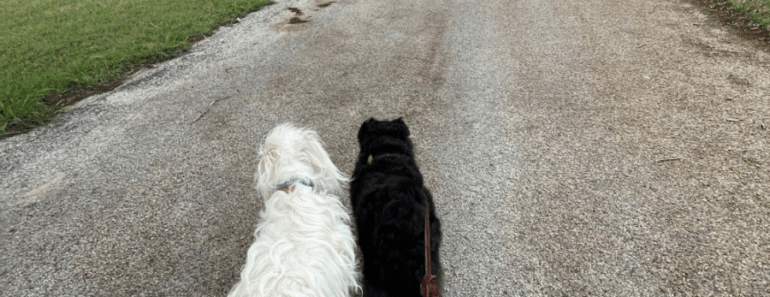 How to Turn Your Daily Dog Walk Into Mental Enrichment (Without More Time)