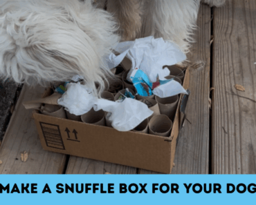 Make a DIY Snuffle Box