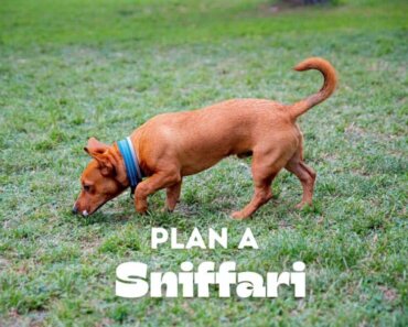 Plan a Sniffari For Your Dog’s Enrichment