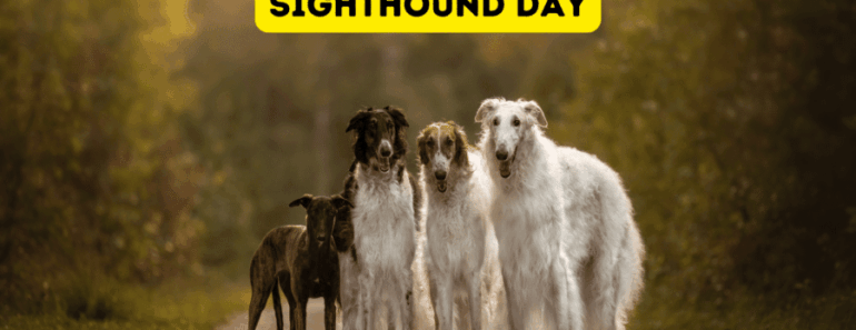 Sighthound Day