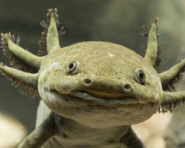 Axolotls Facts: Origins, Habitat and Behavior (2025 Edition)