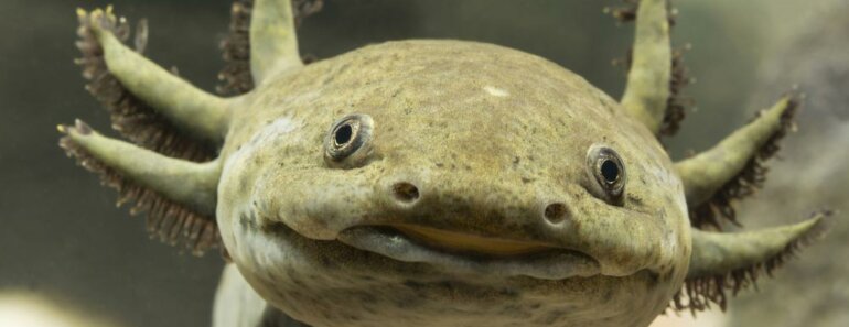 Axolotls Facts: Origins, Habitat and Behavior (2025 Edition)