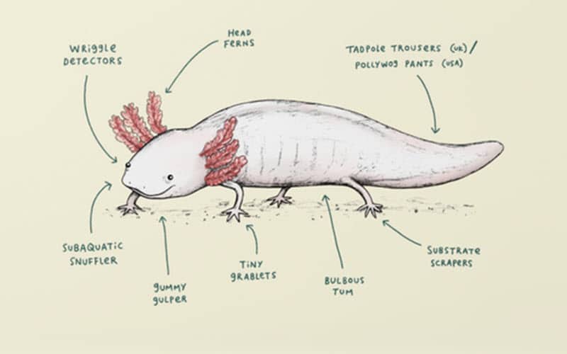 Axolotl's Anatomy - ExoPetGuides.com