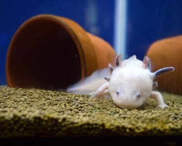 Sick Axolotl, Fungus, Stress Symptoms [Axolotl Illness Guide 2025]