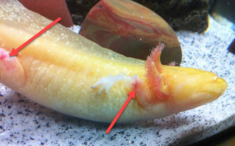 Example of axolotl injuries - ExoPetGuides.com