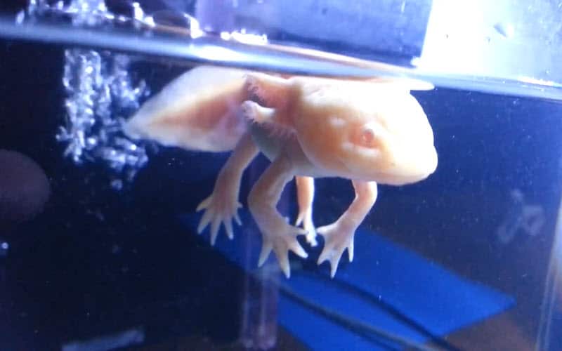 Axolotl floating at top surface of water - ExoPetGuides.com
