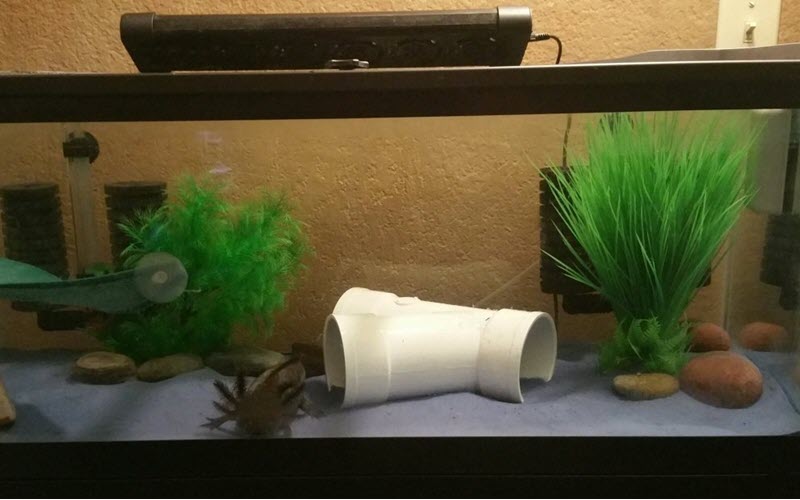 PVC pipe for Axolotl hide out - ExoPetGuides.com