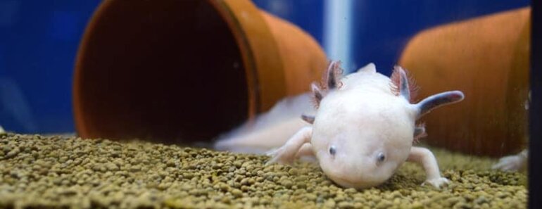 Sick Axolotl, Fungus, Stress Symptoms [Axolotl Illness Guide 2025]